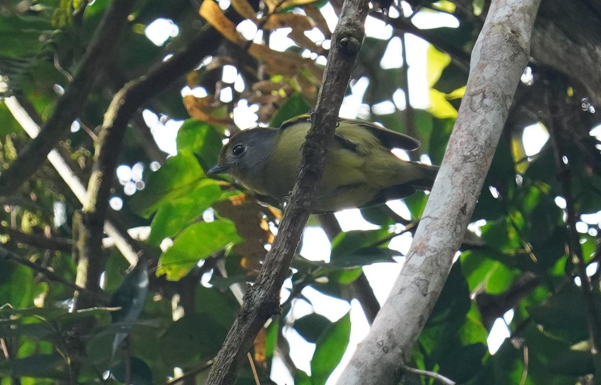 Wing-barred Piprites - ML640888636