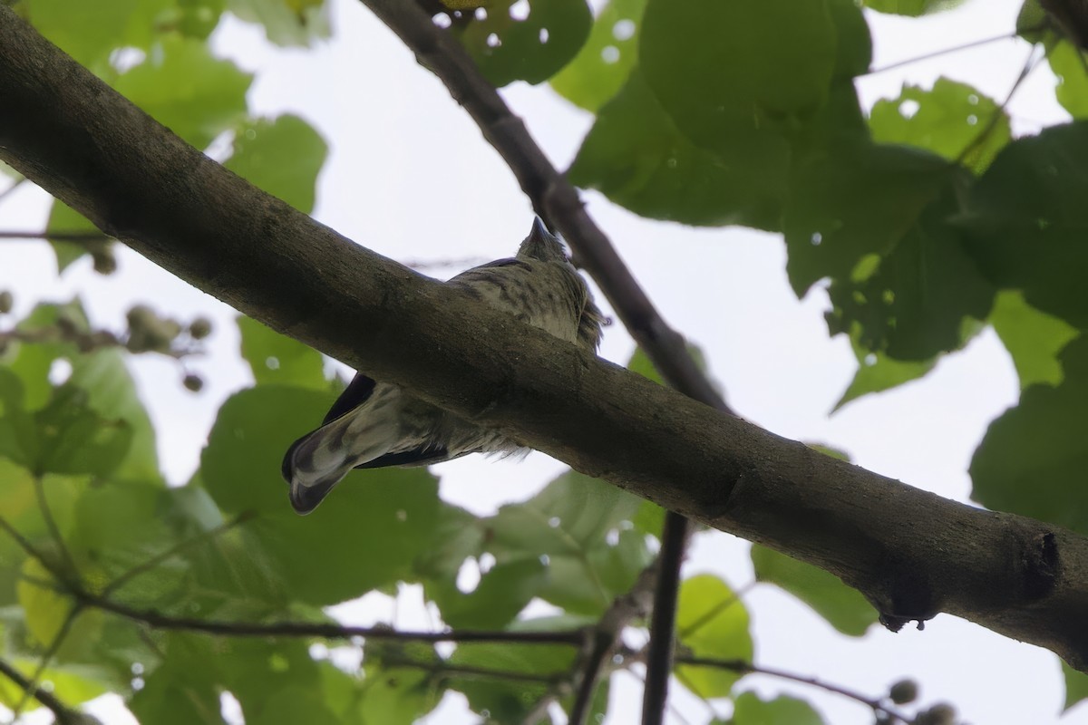 Scaly-throated Honeyguide - ML640888731