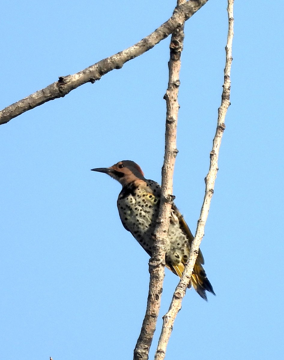 Carpintero Escapulario - ML640888773