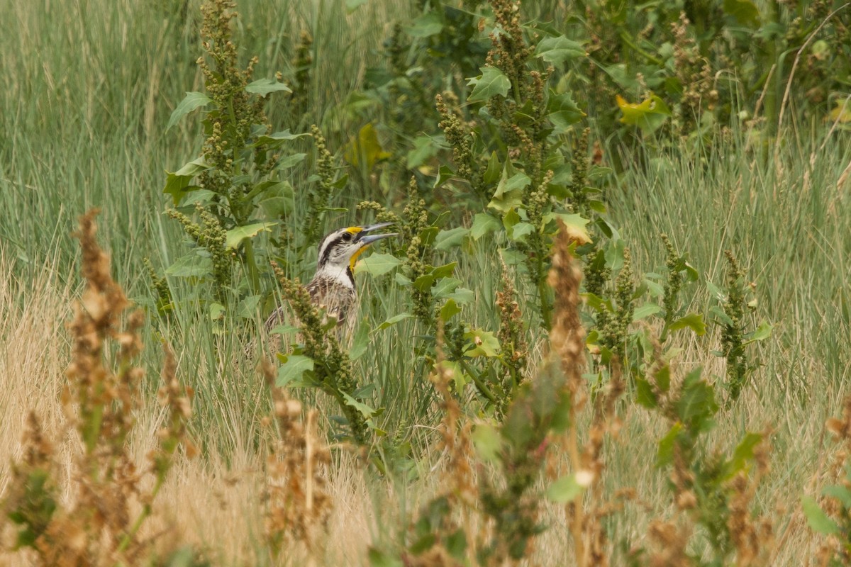 Chihuahuan Meadowlark - ML640888792