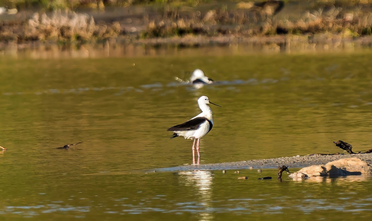 Banded Stilt - ML640888853