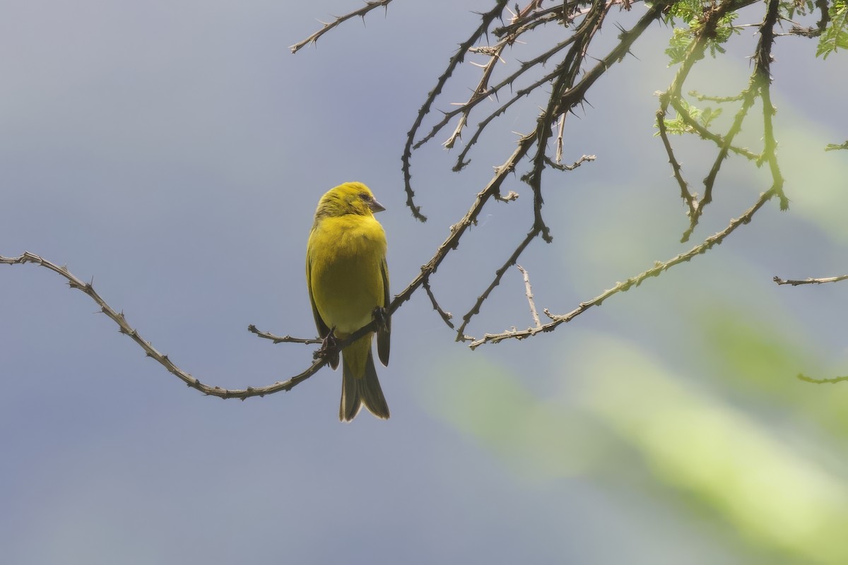 Yellow-crowned Canary - ML640888859