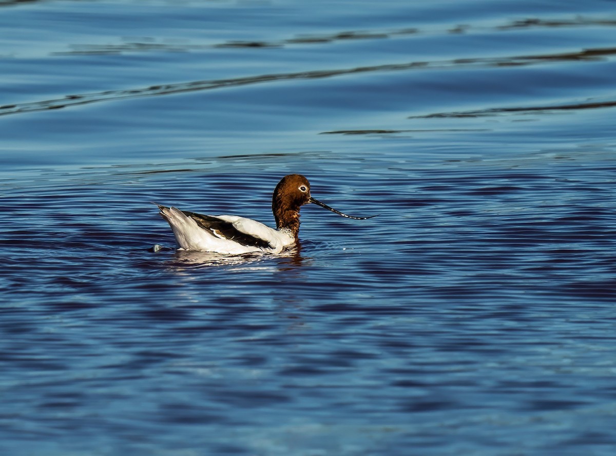 Avocette d'Australie - ML640888872