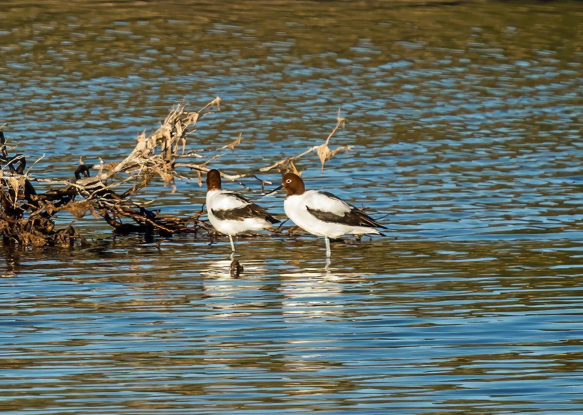 Avocette d'Australie - ML640888873