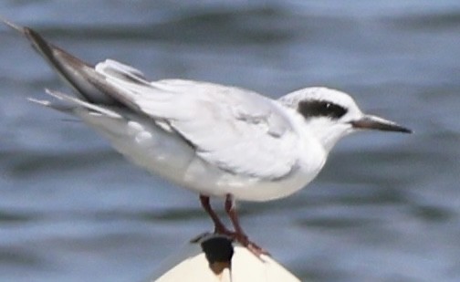 Forster's Tern - ML640888908
