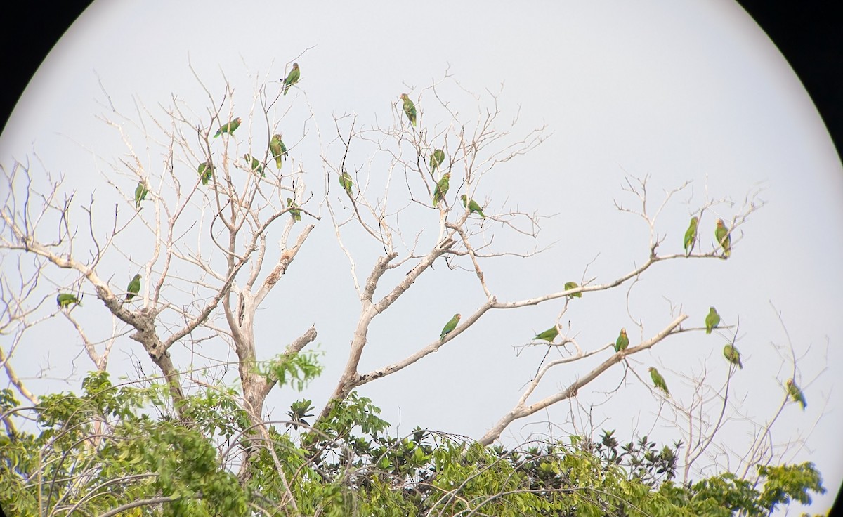 Amazone de Cuba (caymanensis/hesterna) - ML640888938