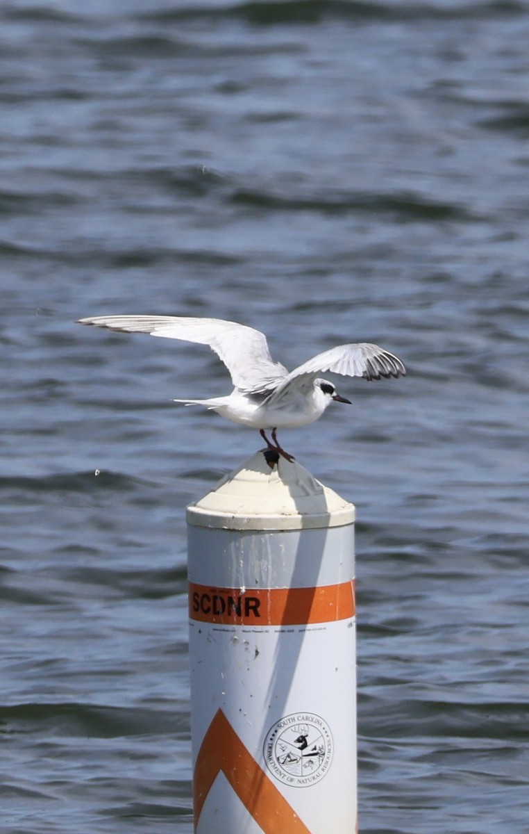 Forster's Tern - ML640888963