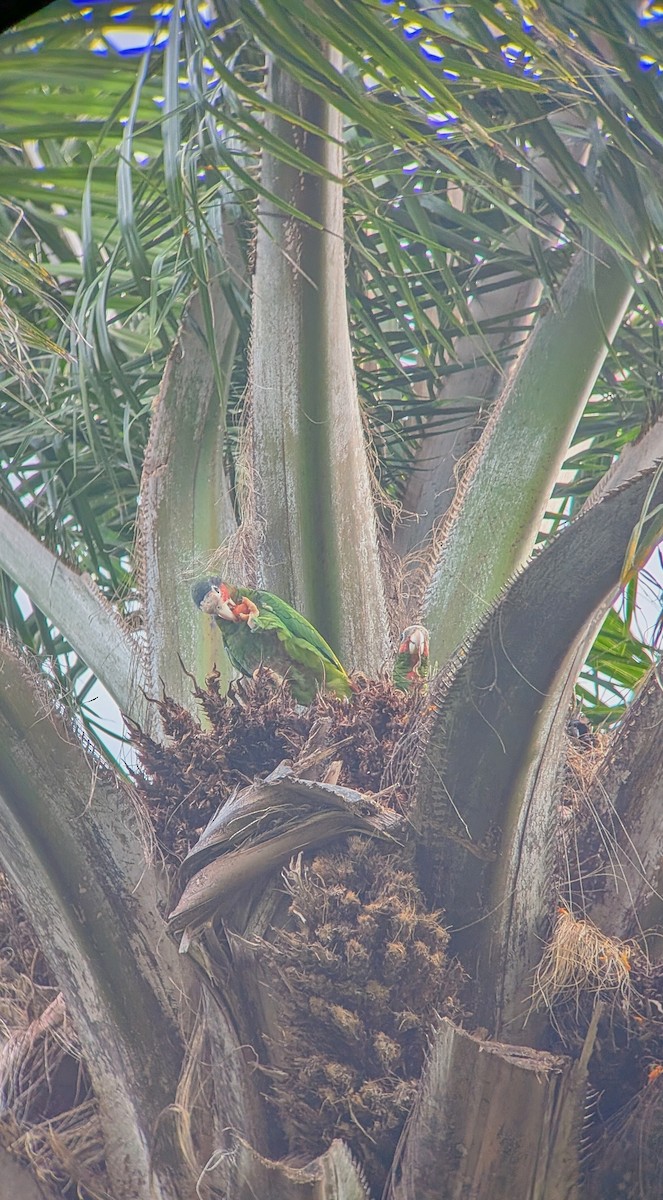 Amazone de Cuba (caymanensis/hesterna) - ML640889028