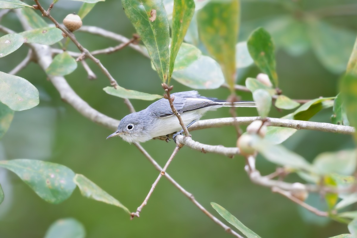 Blue-gray Gnatcatcher (Eastern) - ML640889058