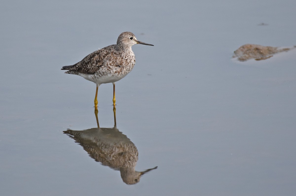 Lesser Yellowlegs - ML640889150
