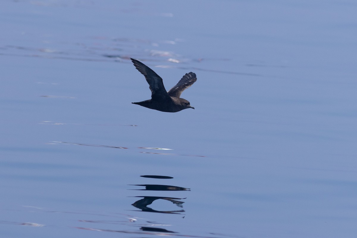 Short-tailed Shearwater - ML640889162