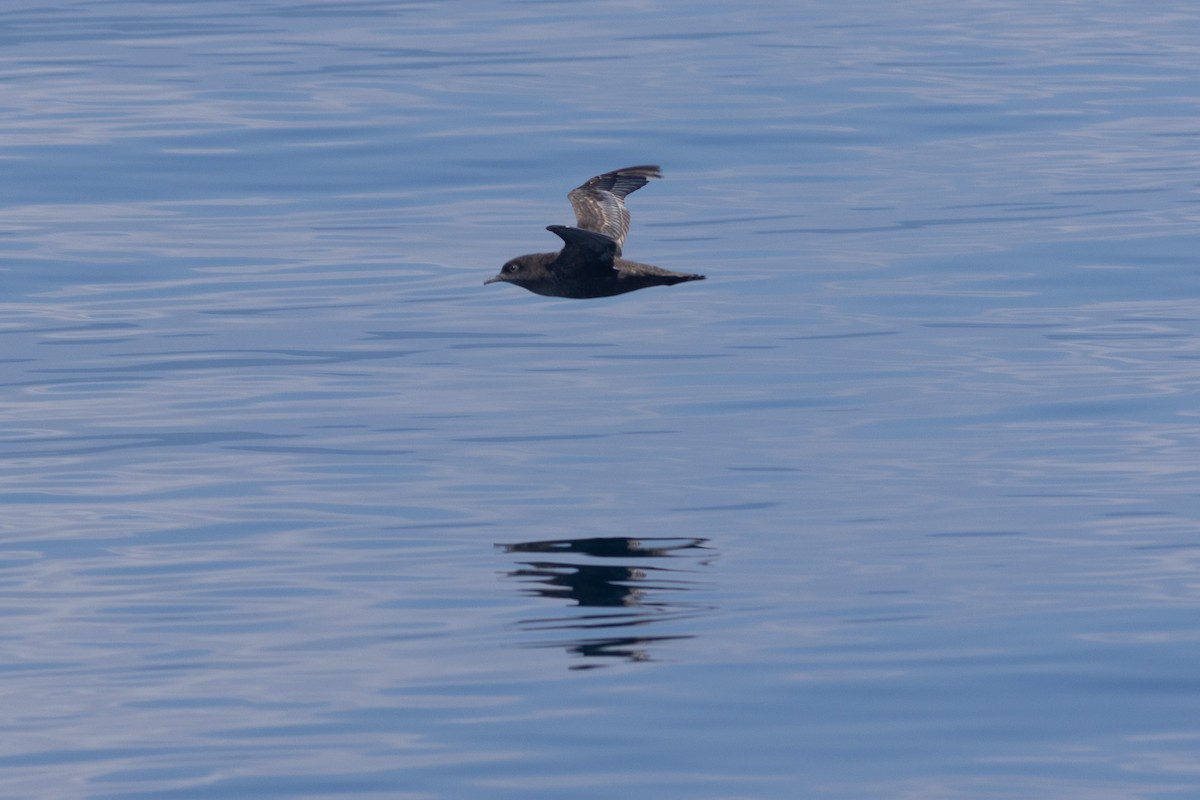 Short-tailed Shearwater - ML640889163