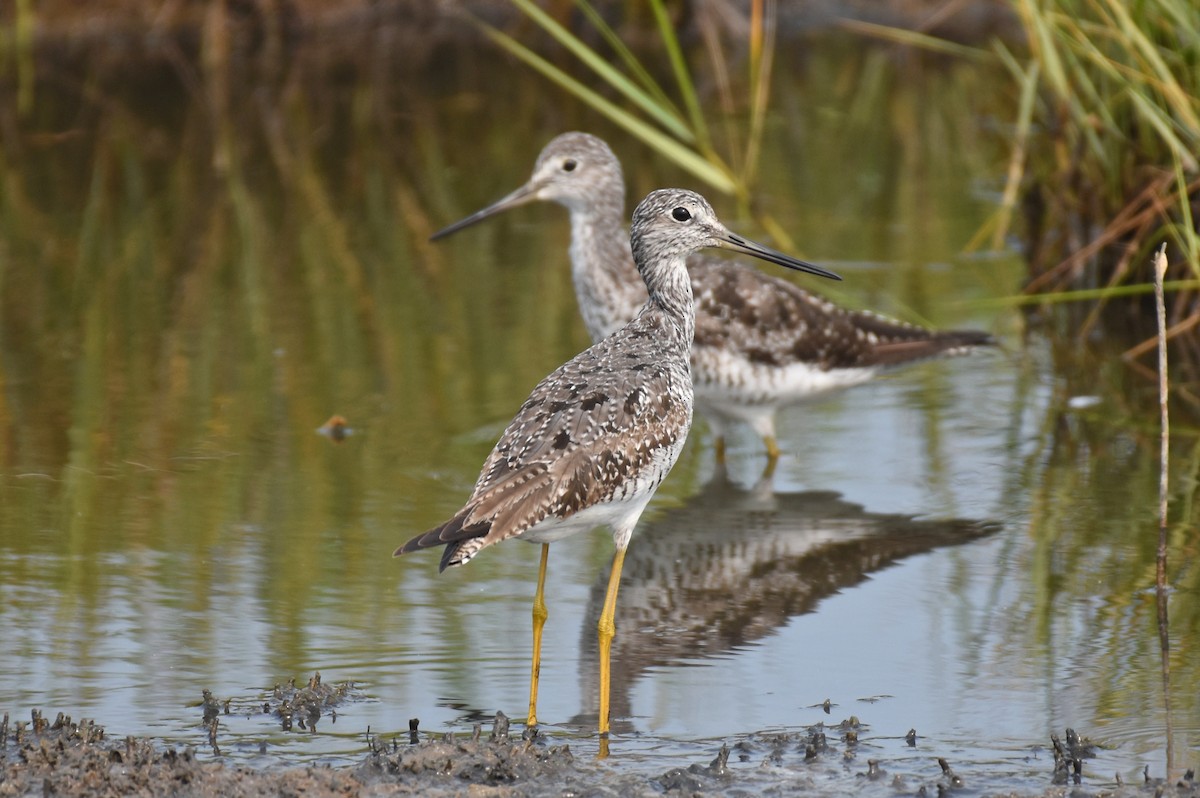 Greater Yellowlegs - ML640889167