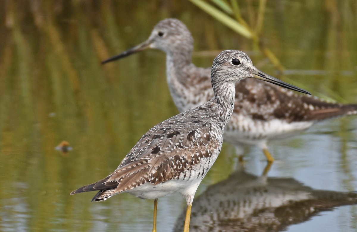 Greater Yellowlegs - ML640889168