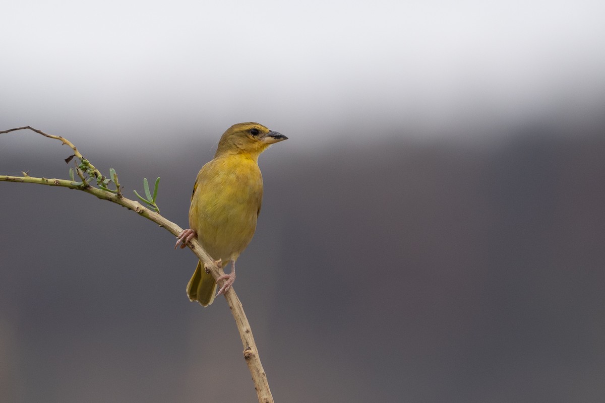 Golden Palm Weaver - ML640889197