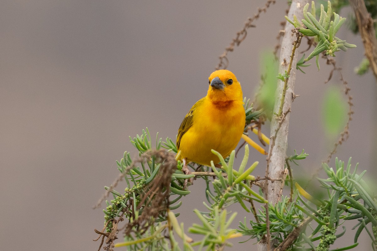 Golden Palm Weaver - ML640889199