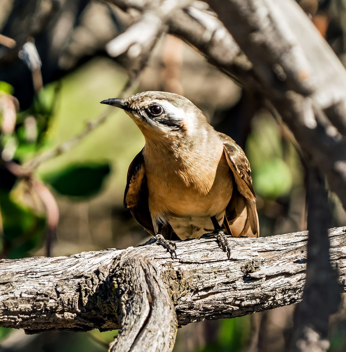Black-eared Cuckoo - ML640889220
