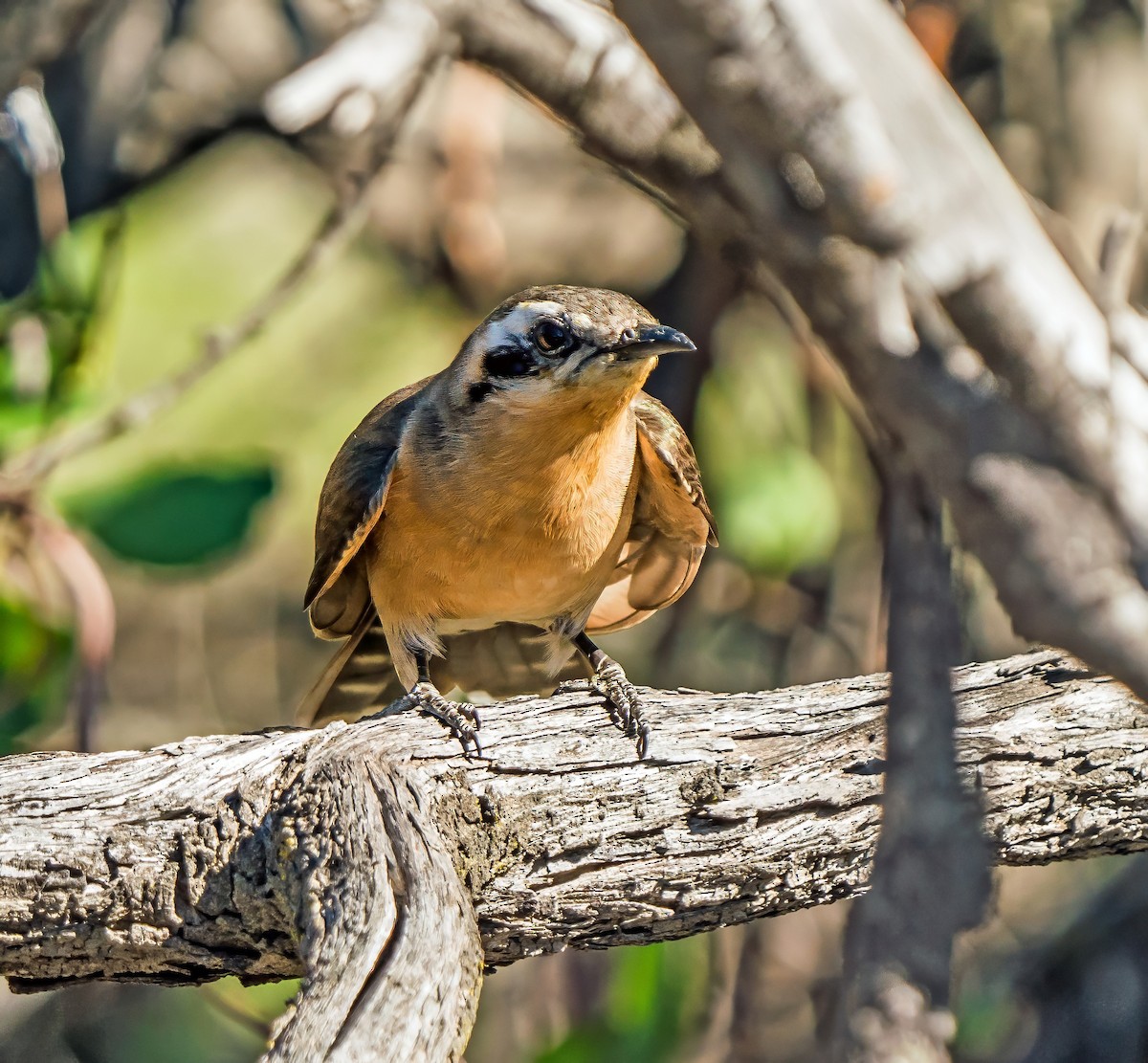 Black-eared Cuckoo - ML640889221