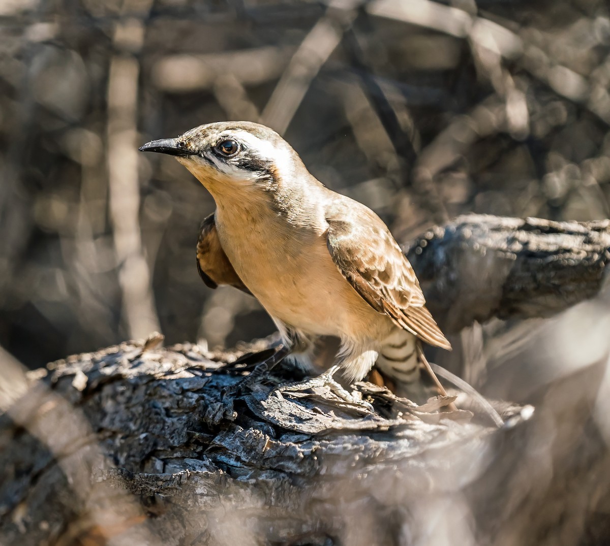 Black-eared Cuckoo - ML640889222