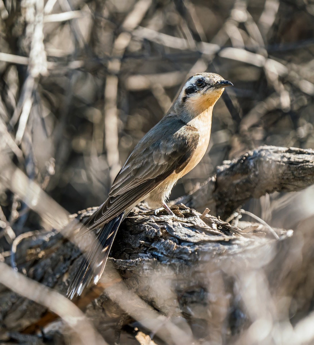 Black-eared Cuckoo - ML640889223
