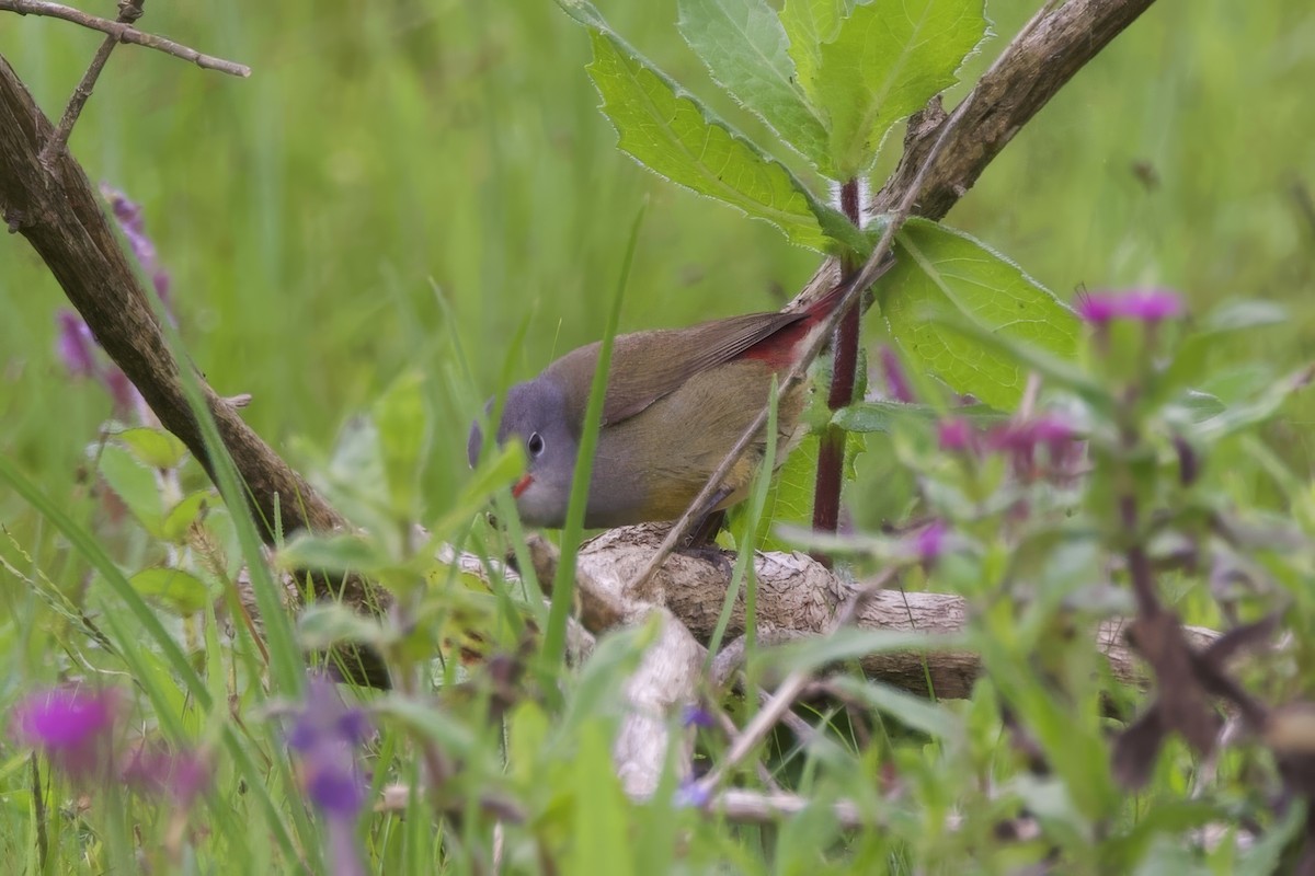 Yellow-bellied Waxbill - ML640889244