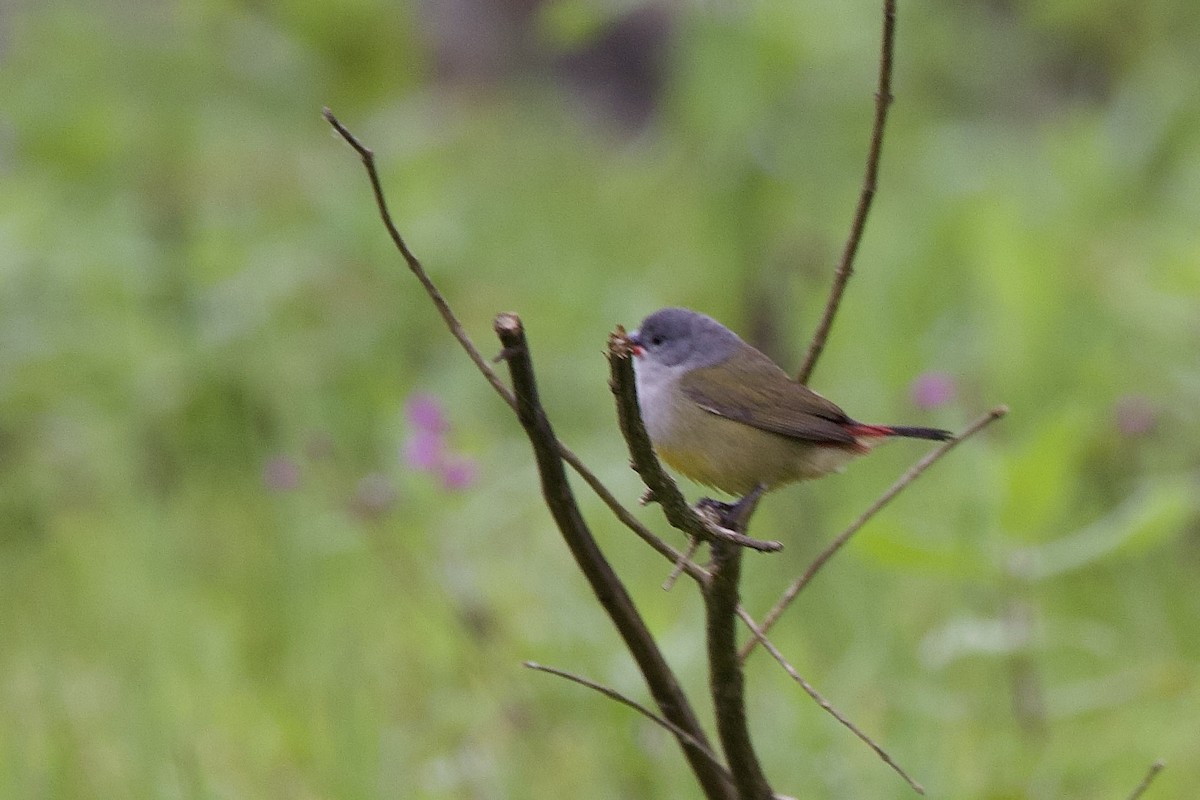 Yellow-bellied Waxbill - ML640889245