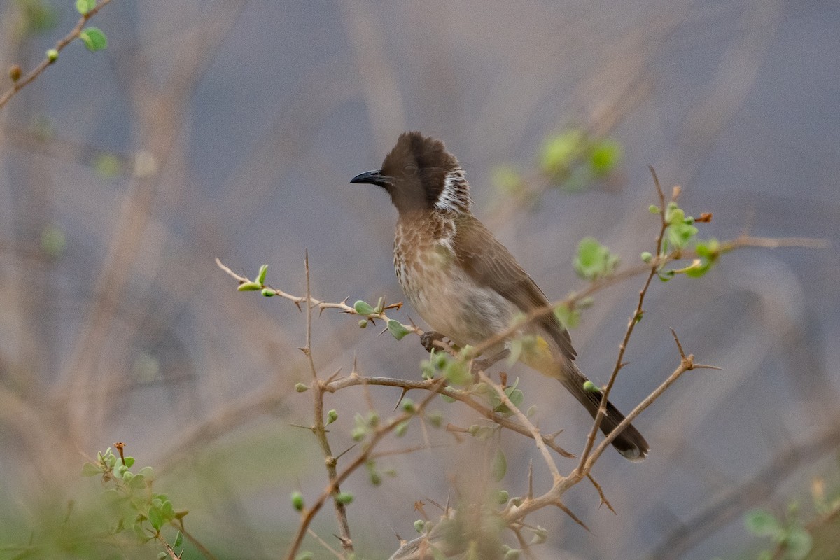 Common Bulbul (Dodson's) - ML640889253