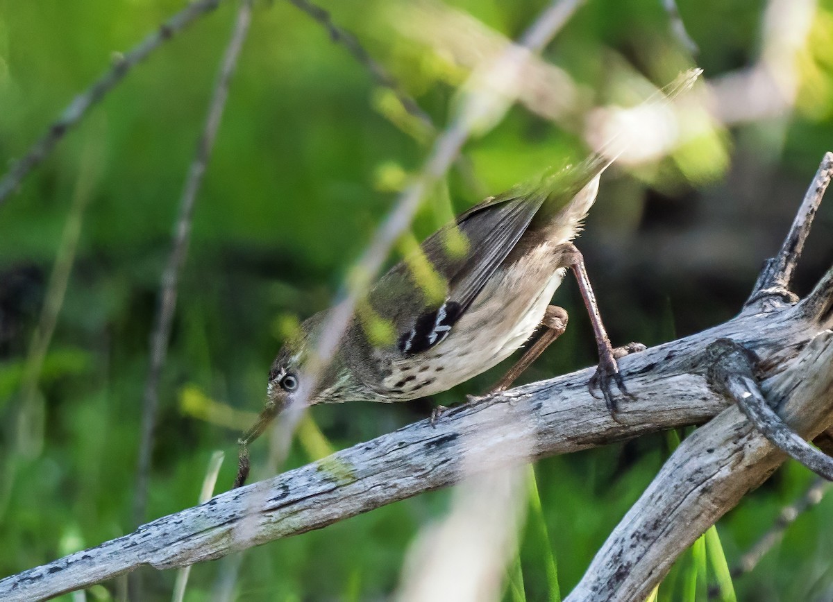 Spotted Scrubwren - ML640889301