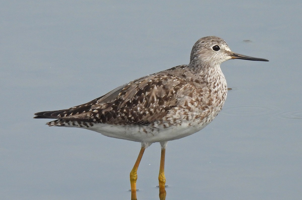 Lesser Yellowlegs - ML640889323