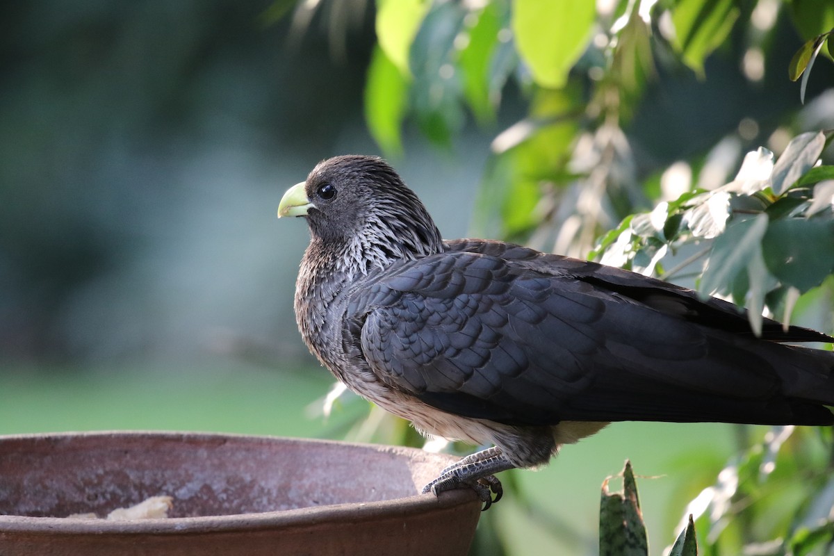 Eastern Plantain-eater - ML640889324