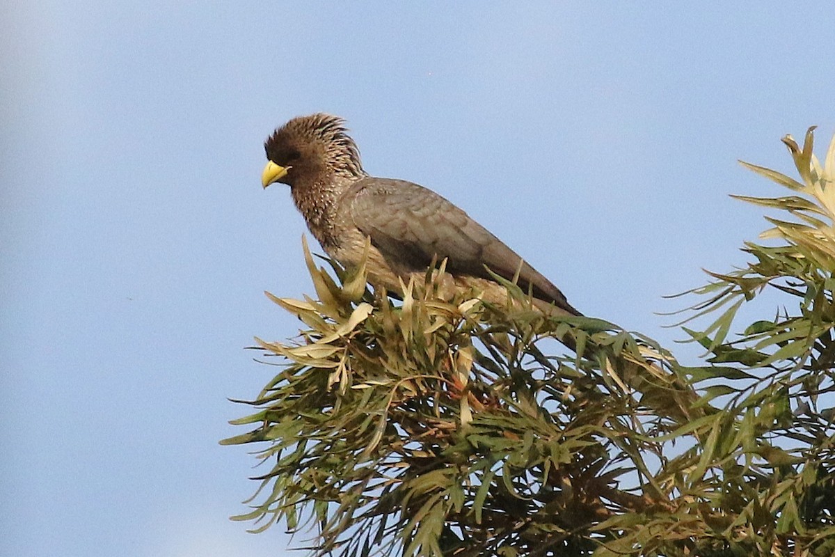 Eastern Plantain-eater - ML640889334