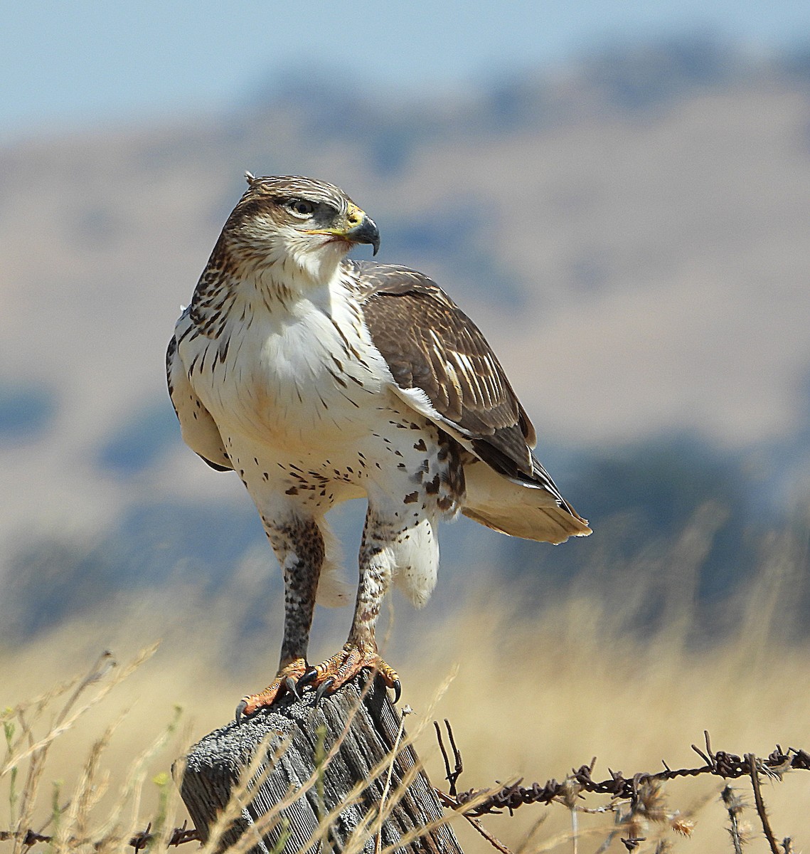 Ferruginous Hawk - ML640889340