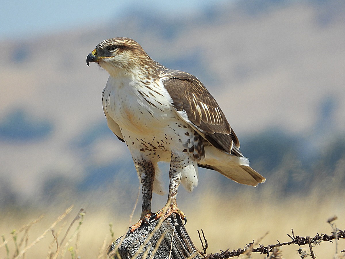 Ferruginous Hawk - ML640889341