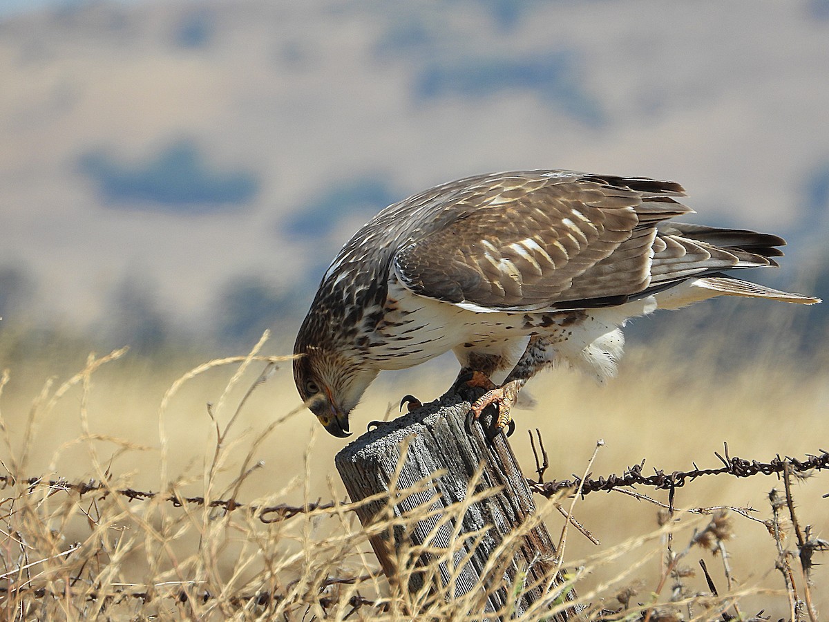 Ferruginous Hawk - ML640889342