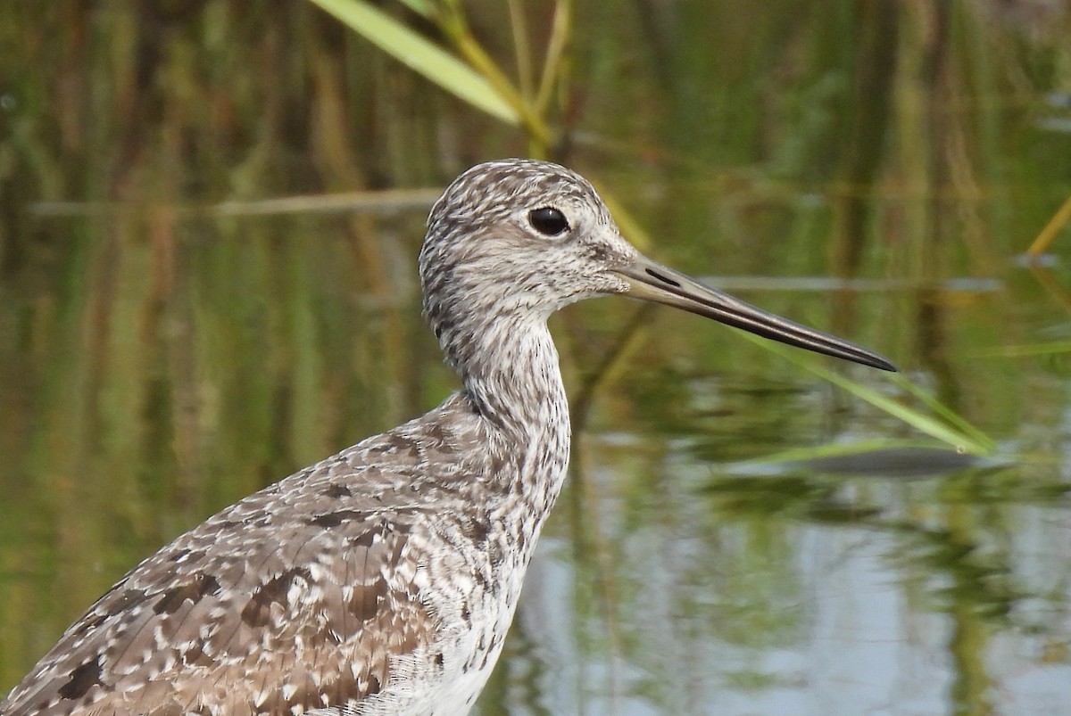 Greater Yellowlegs - ML640889344