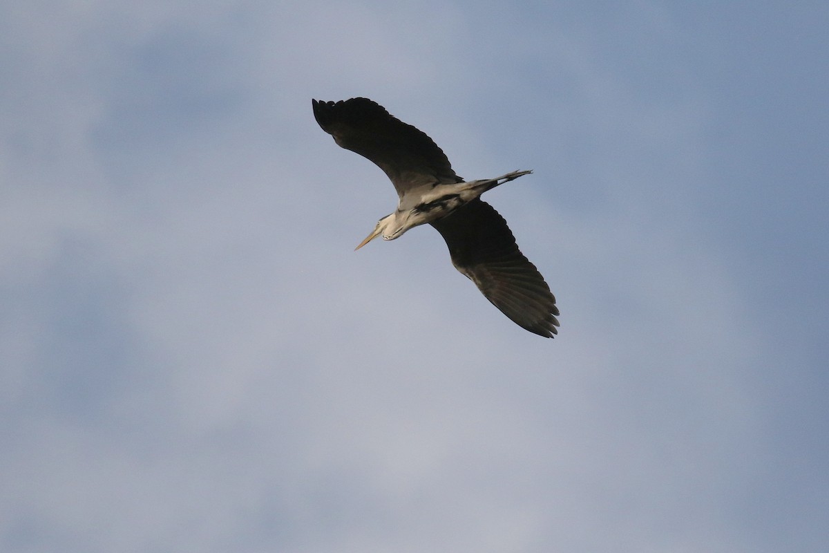 Gray Heron - ML640889345