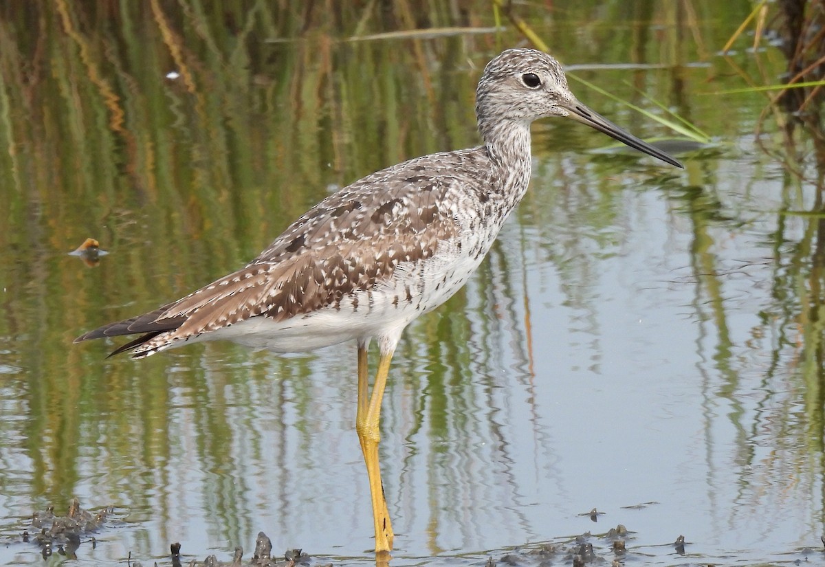 Greater Yellowlegs - ML640889349