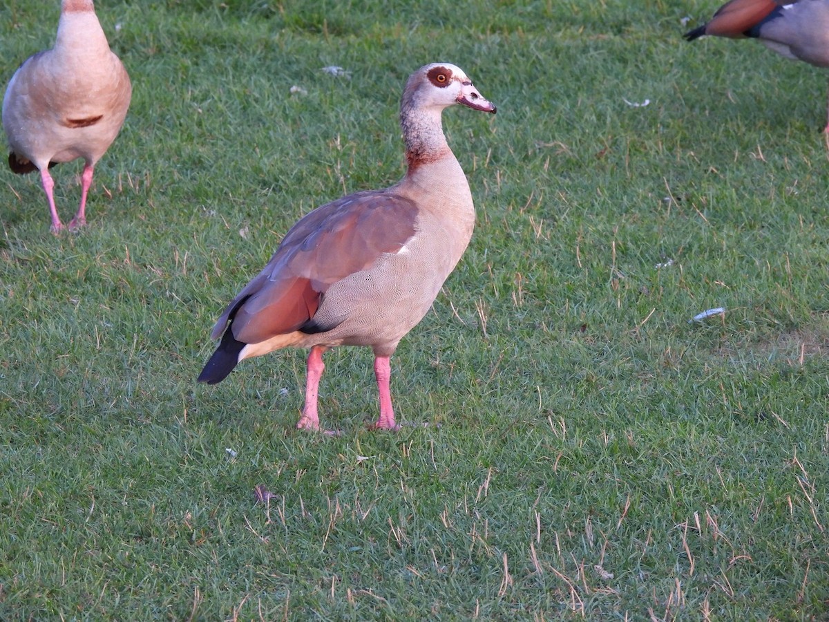 Egyptian Goose - ML640889350