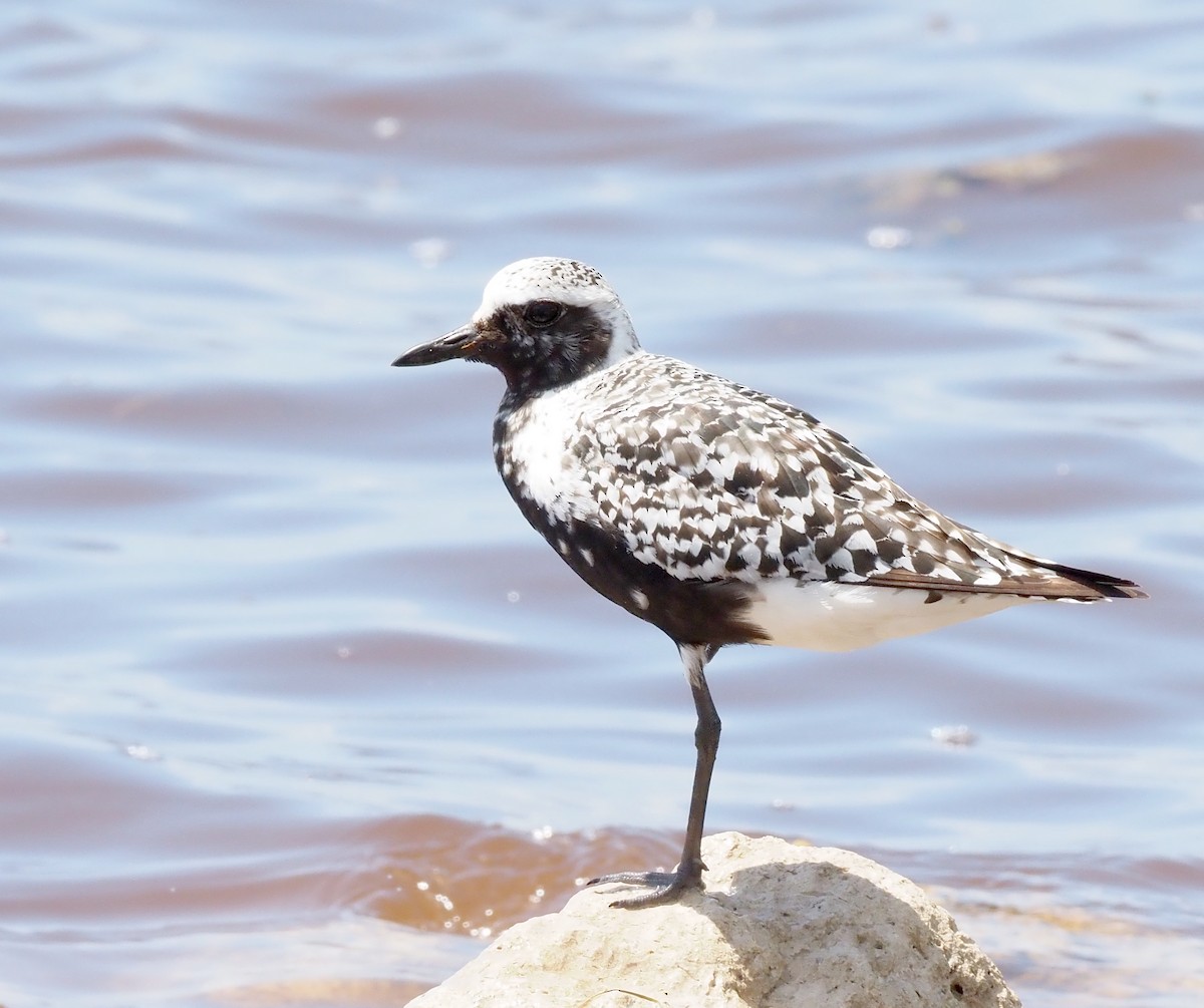 Black-bellied Plover - ML640889353