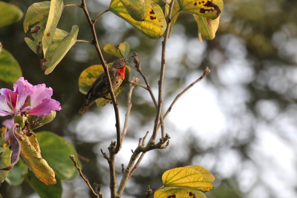 Scarlet-chested Sunbird - ML640889355