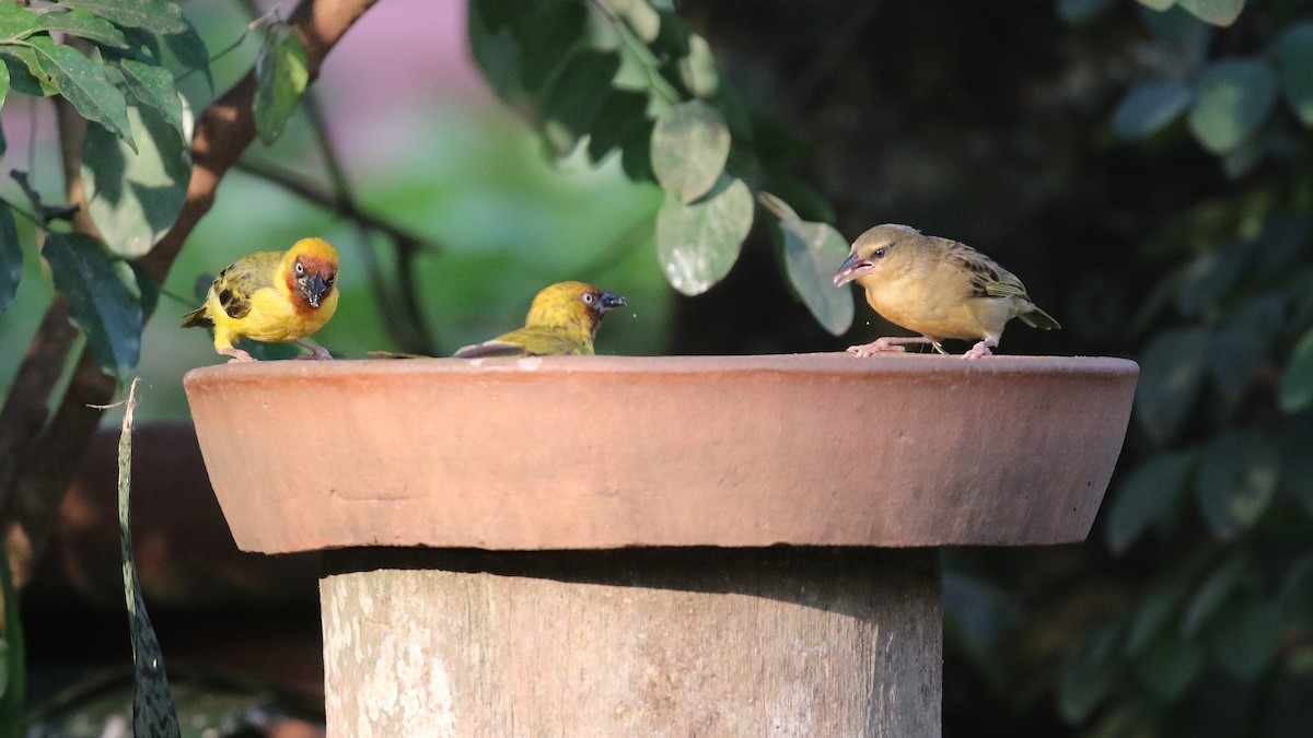 Northern Brown-throated Weaver - ML640889358