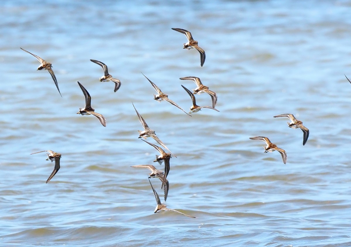 Least Sandpiper - ML640889360