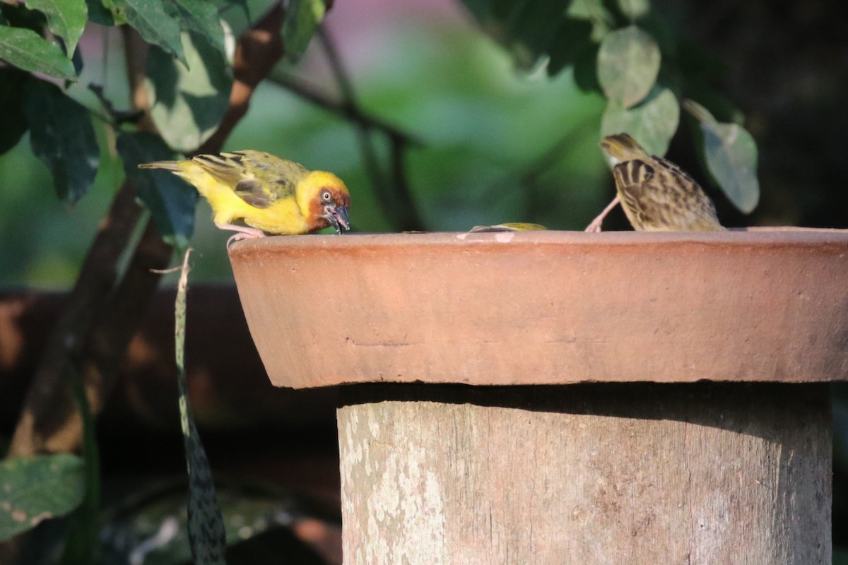 Northern Brown-throated Weaver - ML640889361