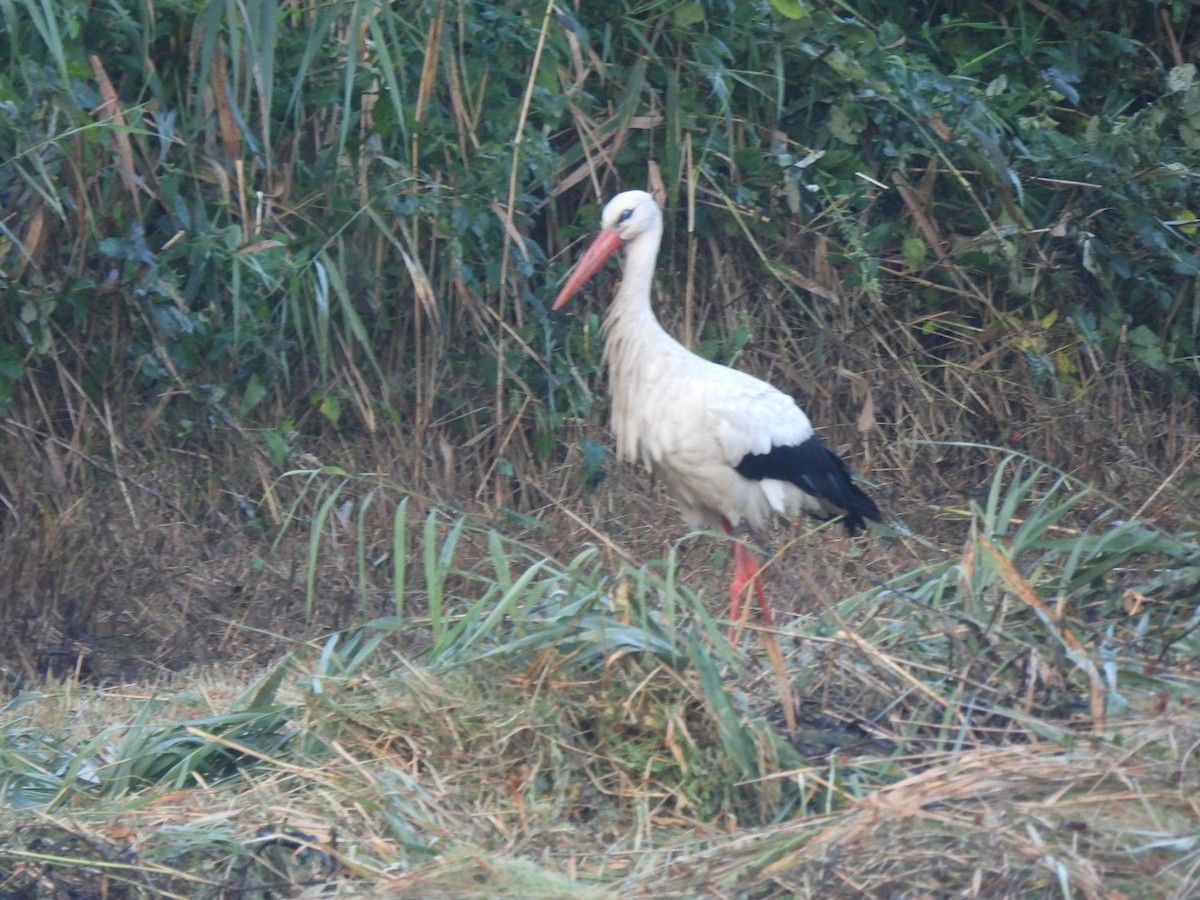 White Stork - ML640889362