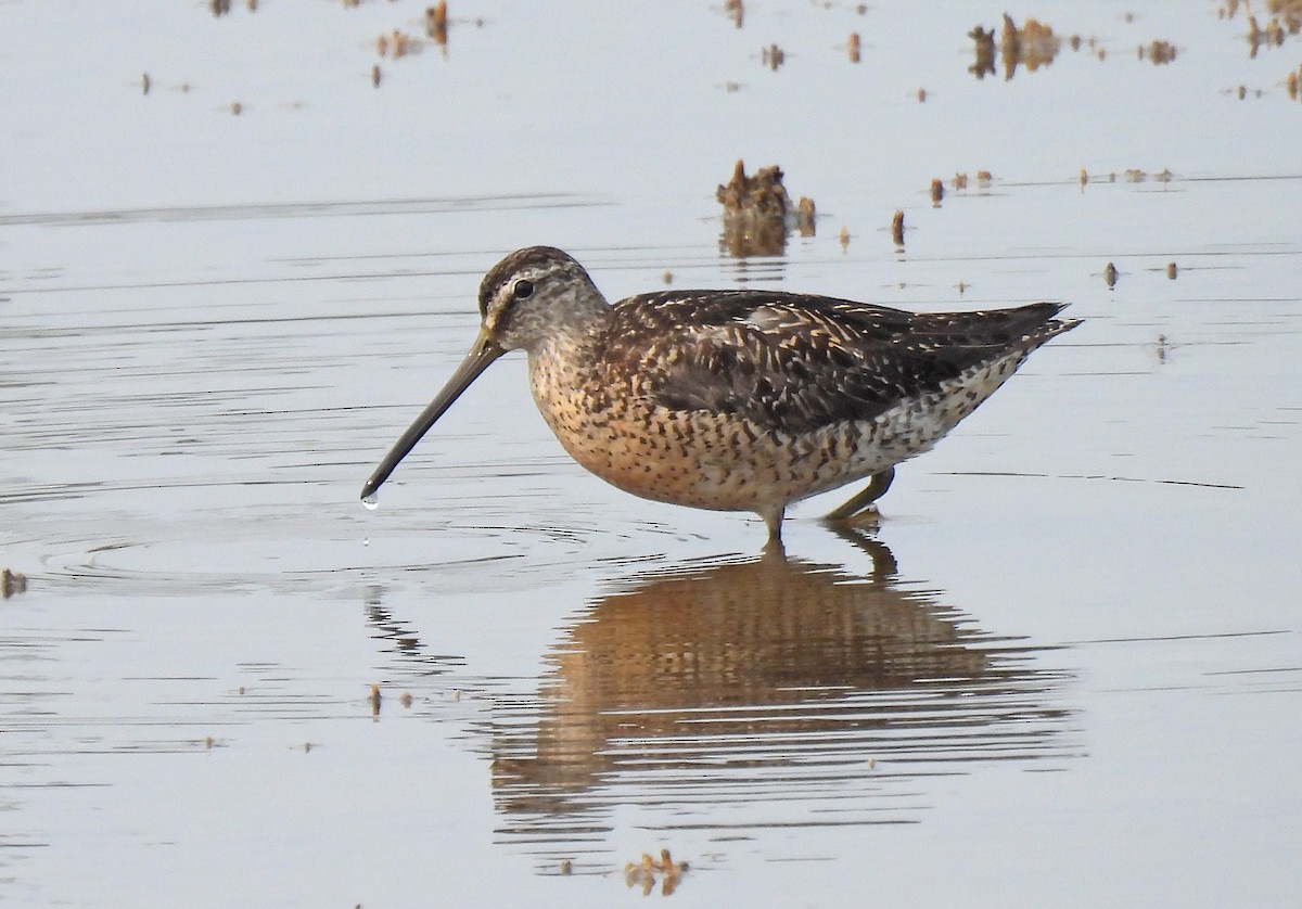 Short-billed Dowitcher - ML640889375
