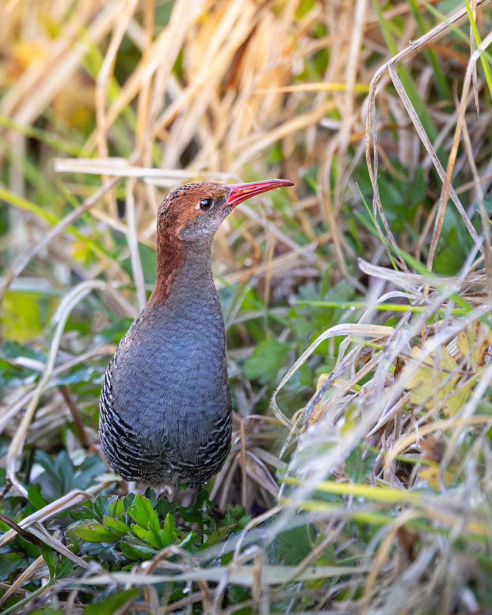 Lewin's Rail - ML640889377