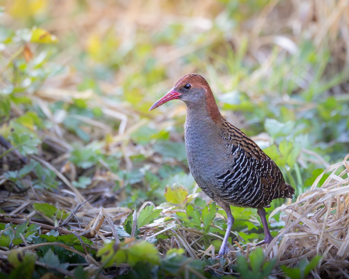 Lewin's Rail - ML640889378