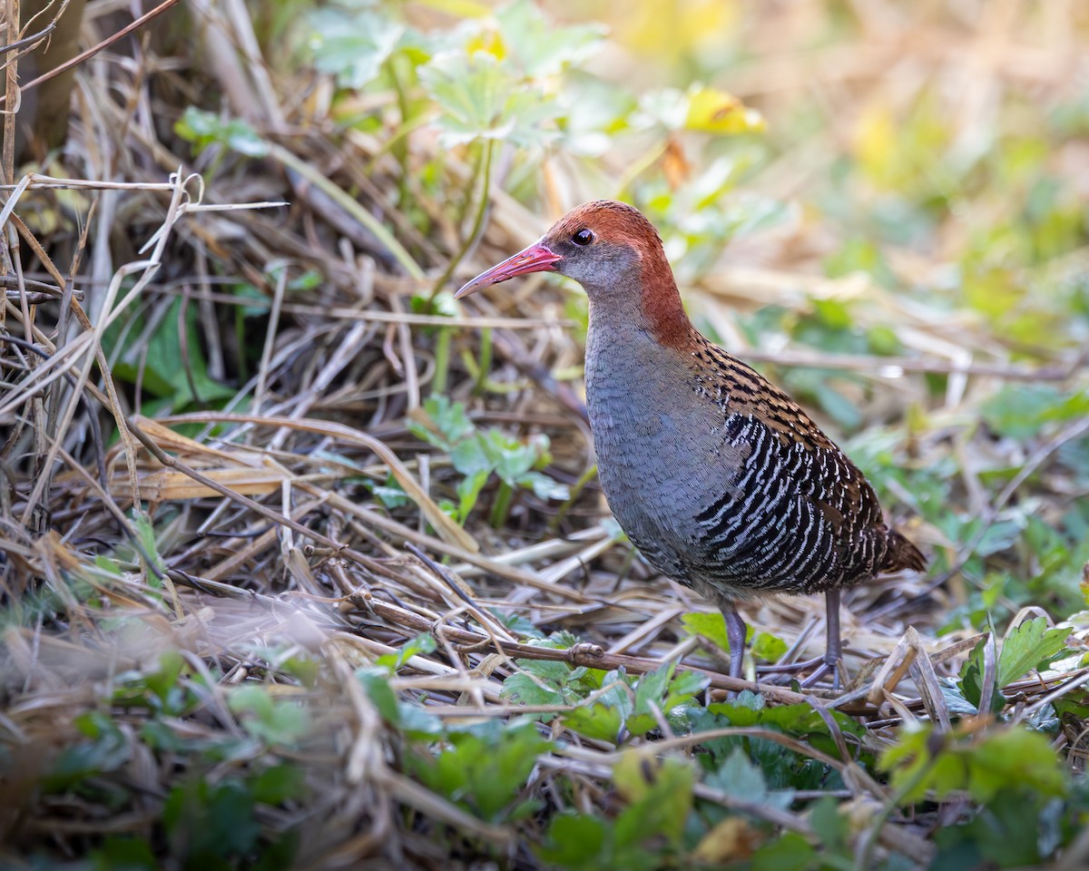 Lewin's Rail - ML640889380