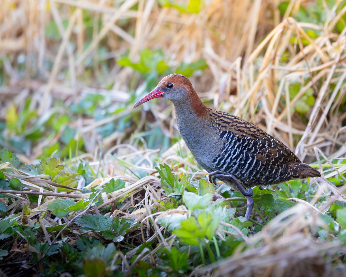 Lewin's Rail - ML640889381