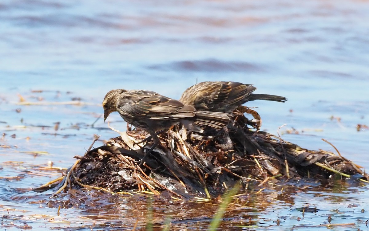 Red-winged Blackbird - ML640889382